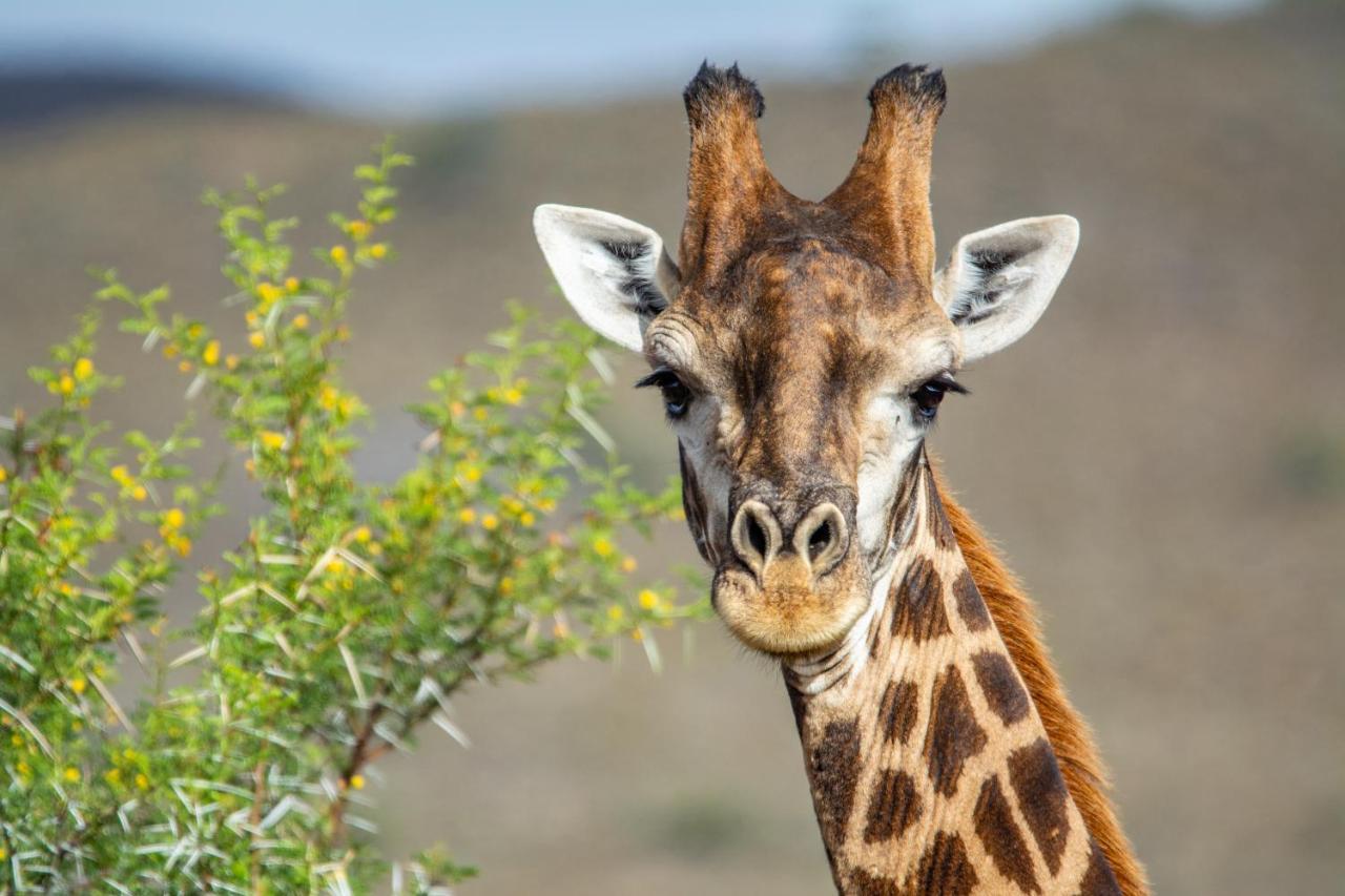 Mont Eco Game Reserve Montagu Exterior foto