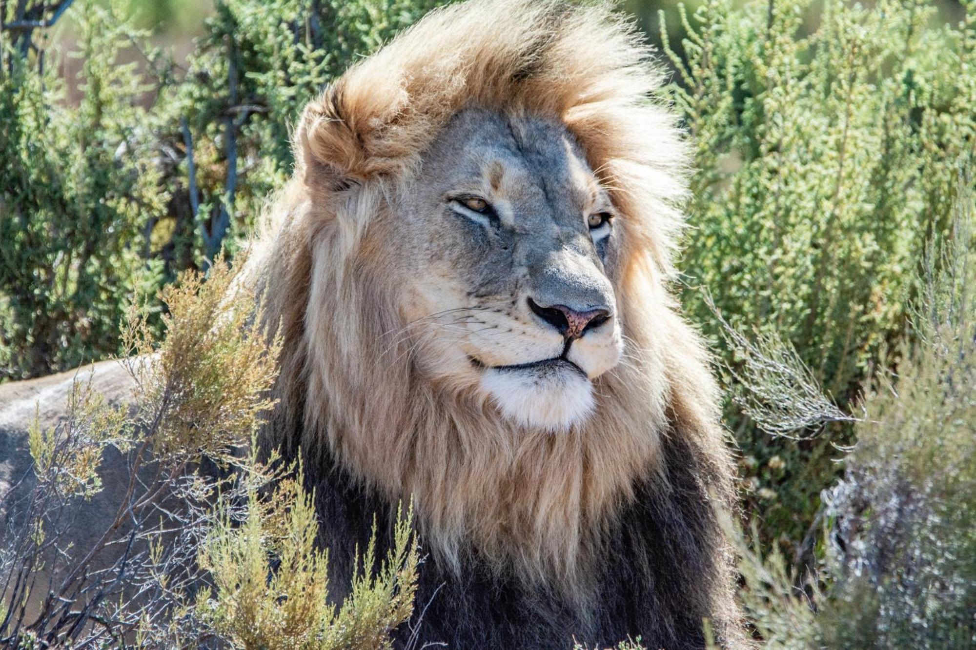 Mont Eco Game Reserve Montagu Exterior foto